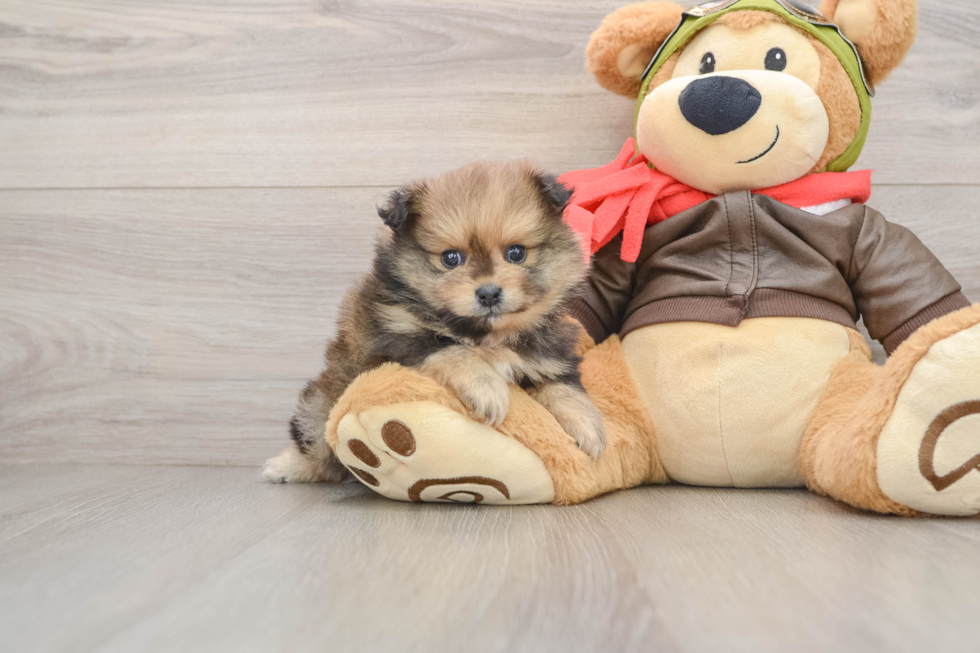 Sweet Deutscher Spitz Purebred Puppy