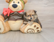 8 week old Pomeranian Puppy For Sale - Premier Pups