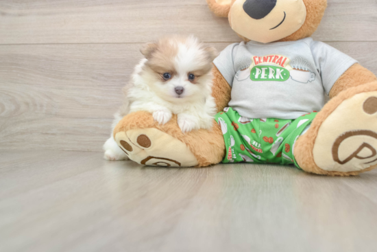 Pomeranian Pup Being Cute