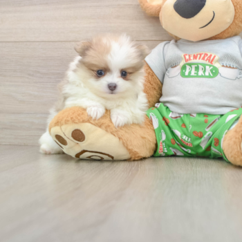 Pomeranian Pup Being Cute