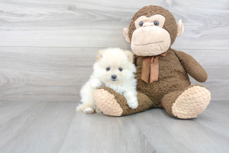 Friendly Pomeranian Baby