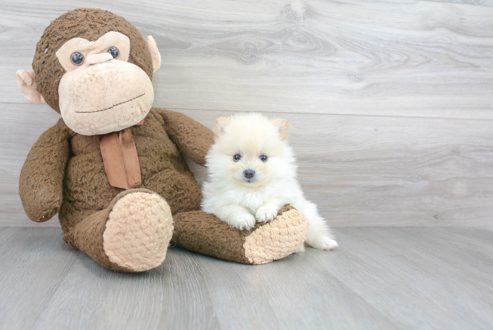 Adorable Pomeranian Purebred Puppy