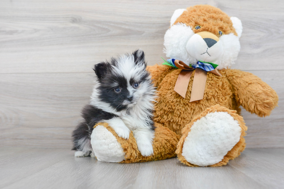 Cute Pomeranian Purebred Puppy