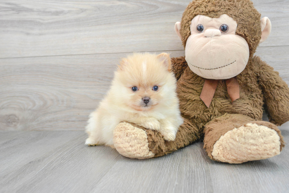 Pomeranian Puppy for Adoption