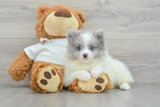 Pomeranian Pup Being Cute