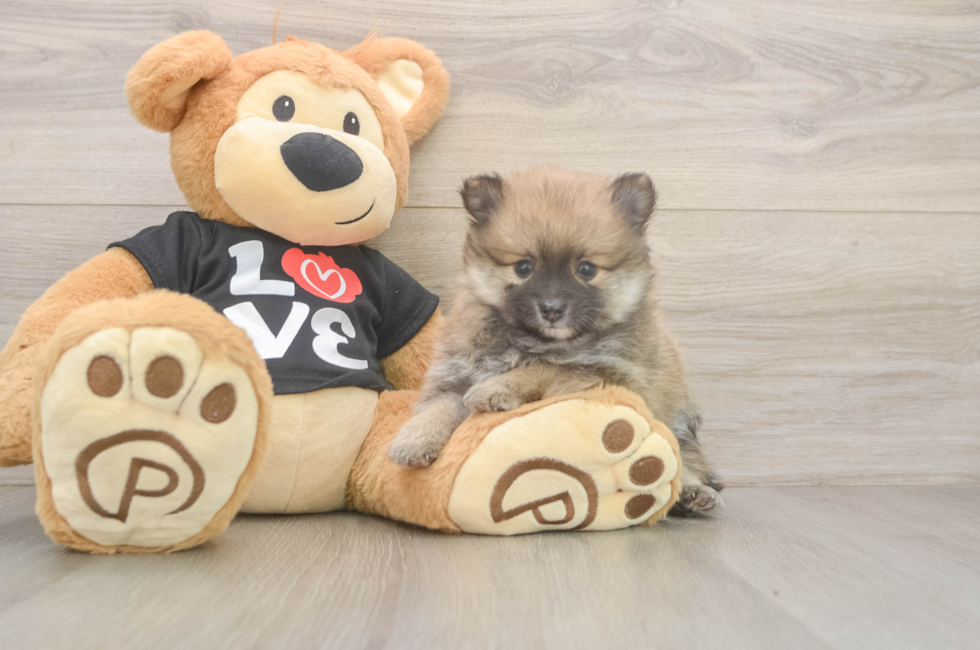 5 week old Pomeranian Puppy For Sale - Premier Pups