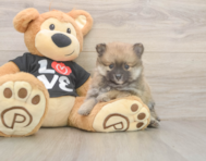 8 week old Pomeranian Puppy For Sale - Premier Pups 8 week old Pomeranian Puppy For Sale - Premier Pups