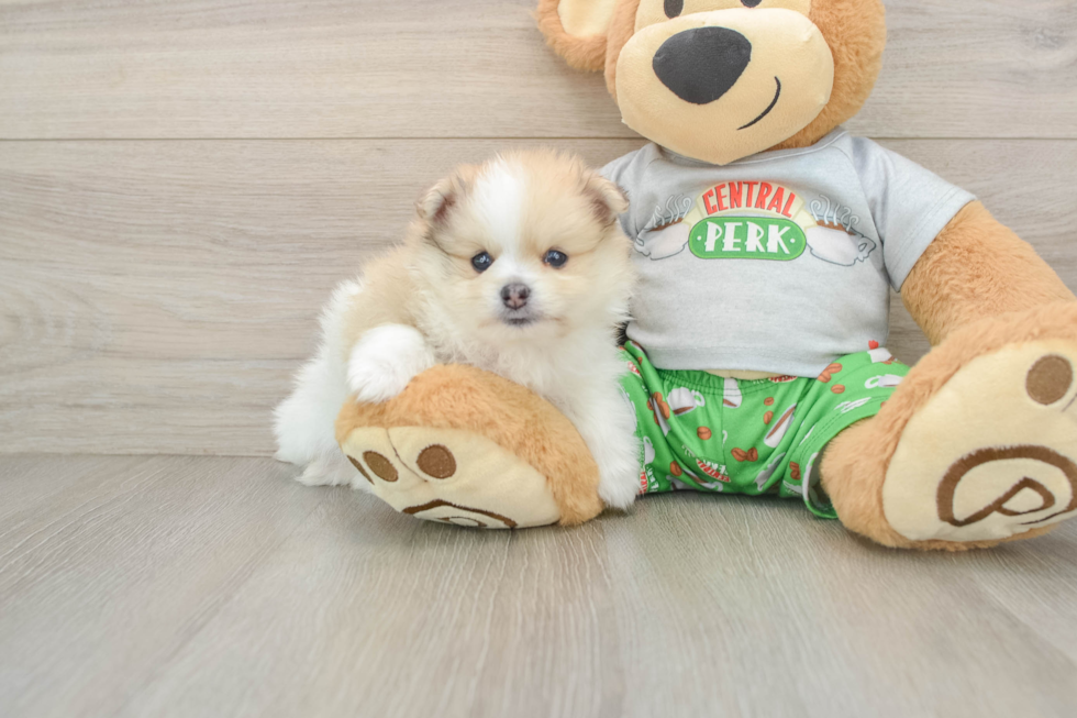 Sweet Swergspitz Purebred Puppy