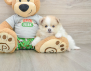 7 week old Pomeranian Puppy For Sale - Premier Pups