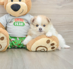 8 week old Pomeranian Puppy For Sale - Premier Pups