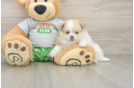 Sweet Deutscher Spitz Purebred Puppy