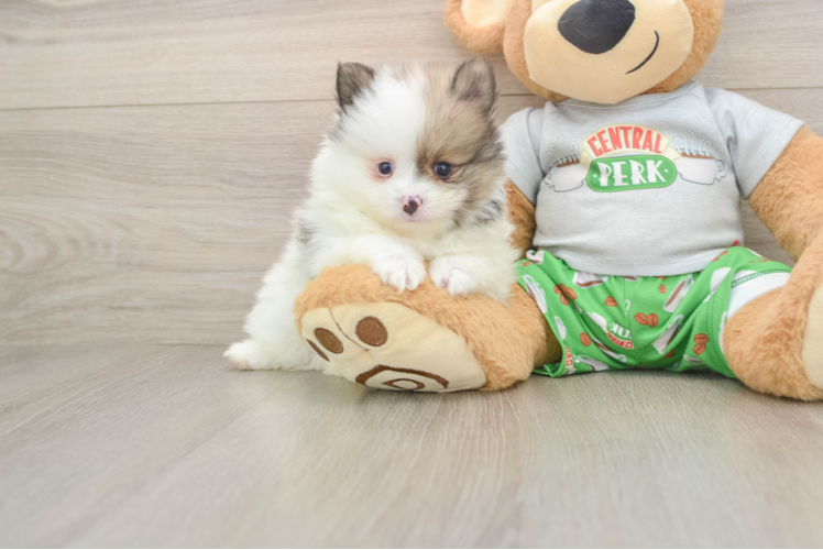 Funny Pomeranian Baby