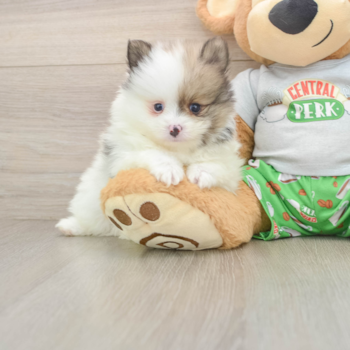 Funny Pomeranian Baby