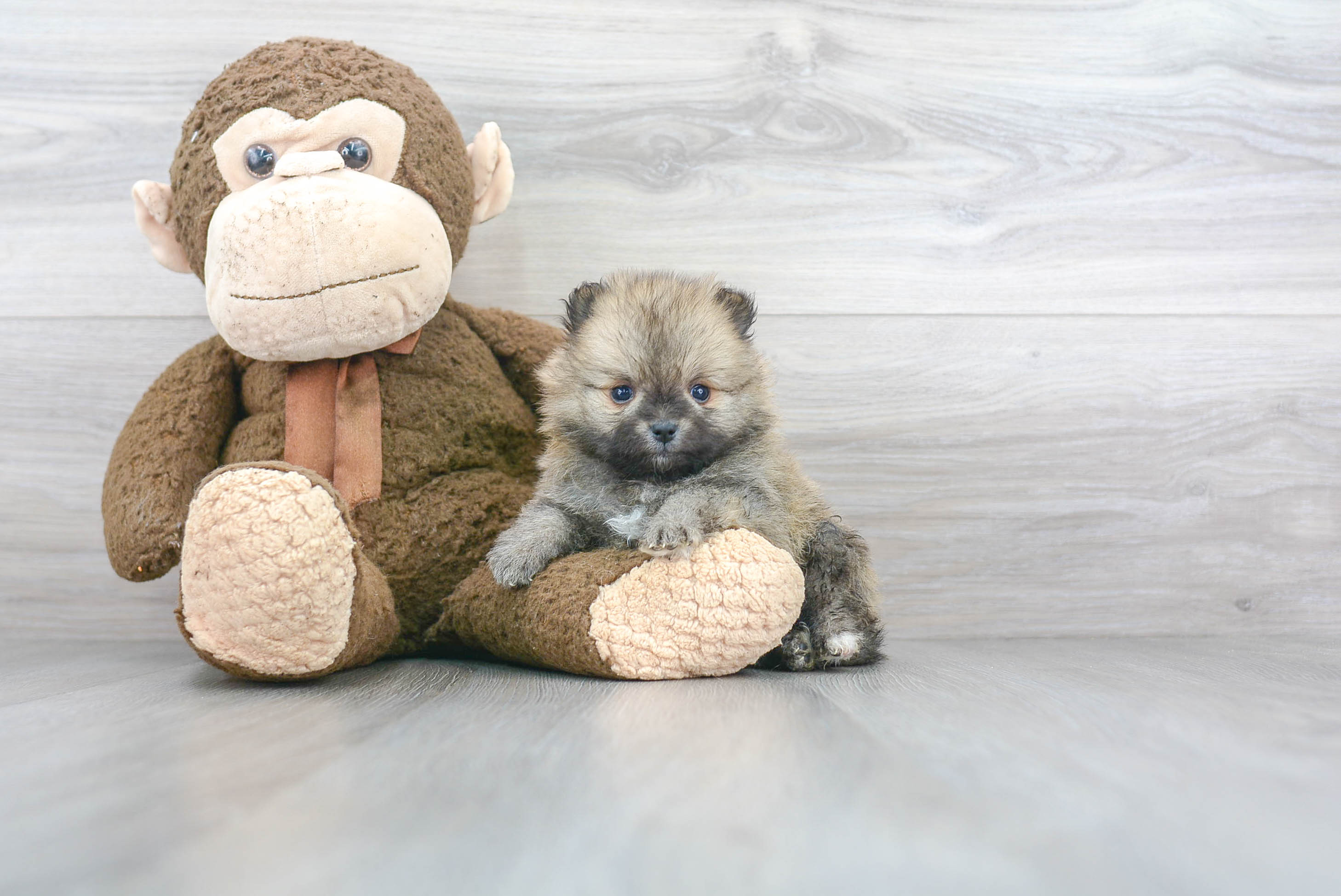 Best Pomeranian Baby