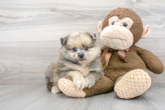 Friendly Pomeranian Purebred Pup