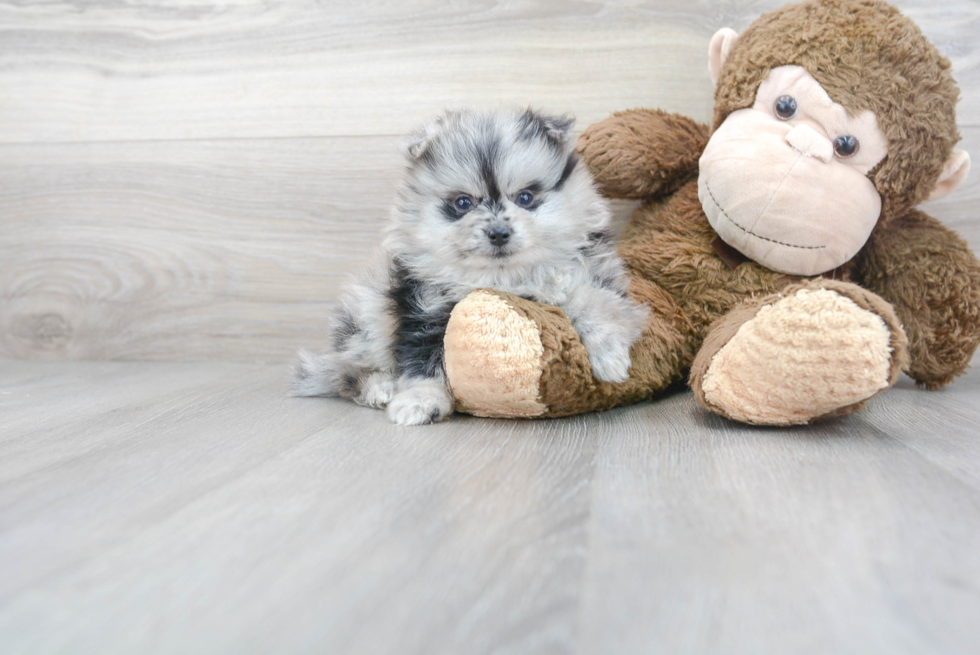 Funny Pomeranian Purebred Pup