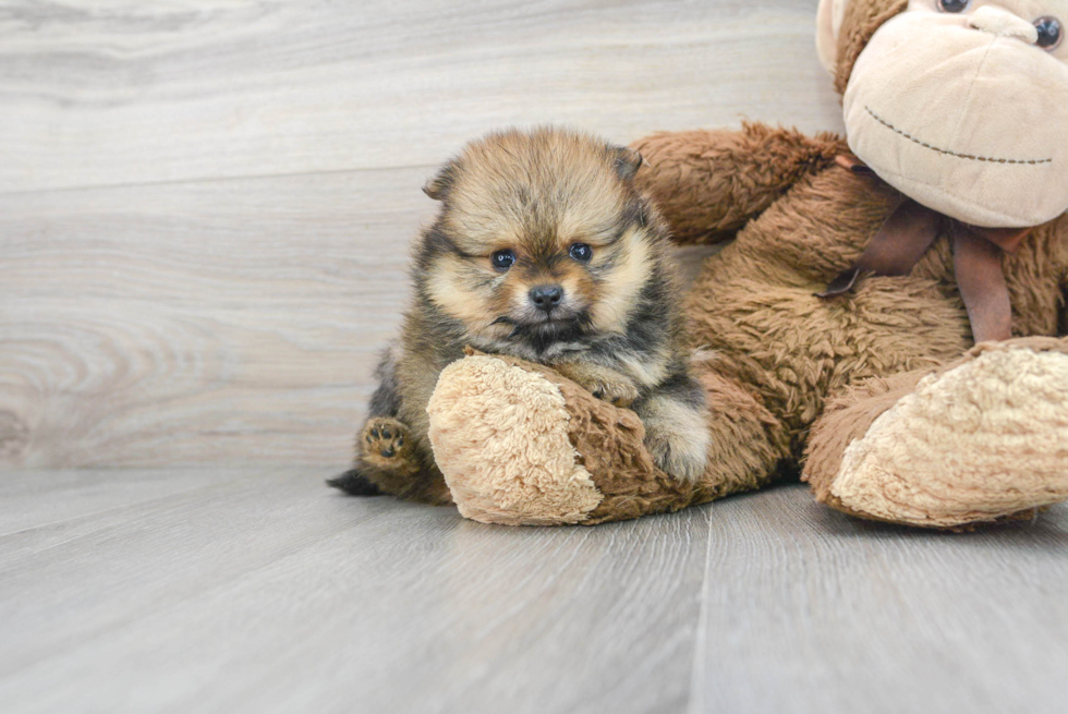 Playful Pomeranian Baby