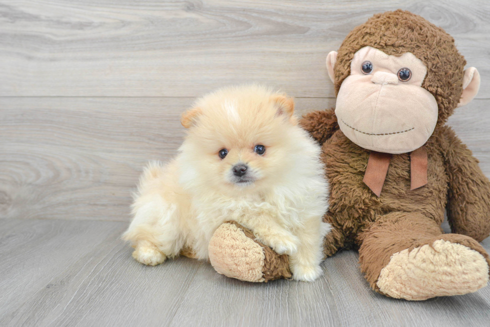 Pomeranian Pup Being Cute