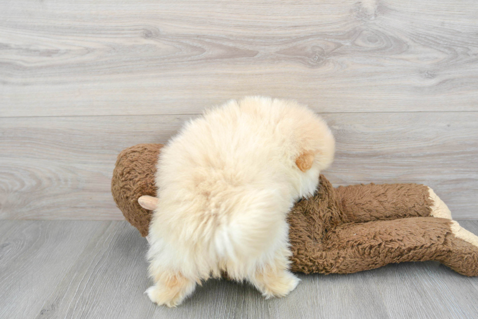 Pomeranian Puppy for Adoption