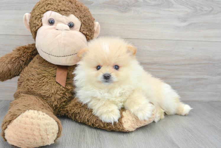 Hypoallergenic Pomeranian Purebred Pup