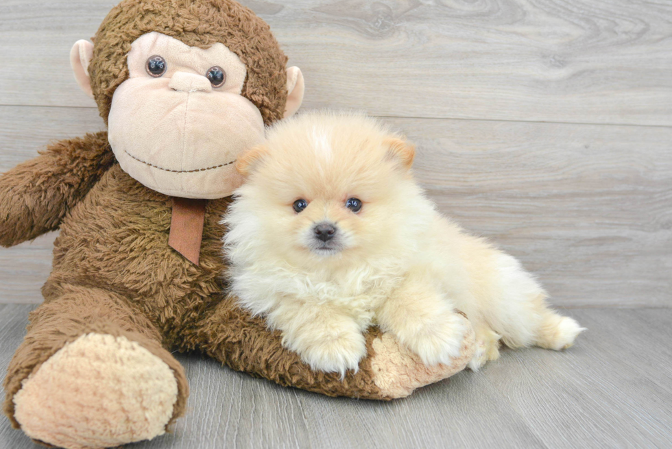 Hypoallergenic Pomeranian Purebred Pup