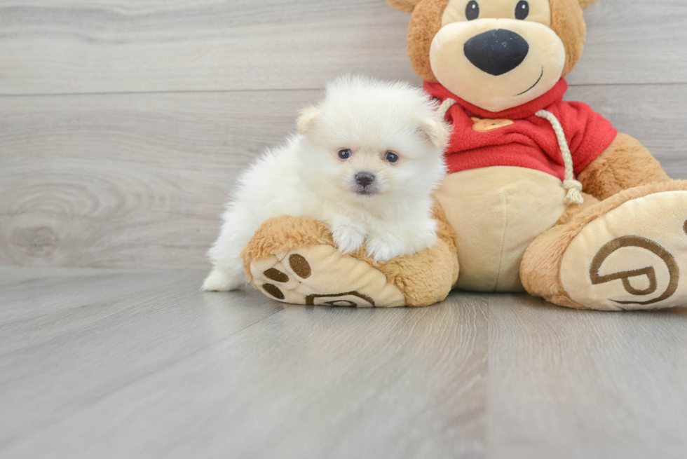 Best Pomeranian Baby