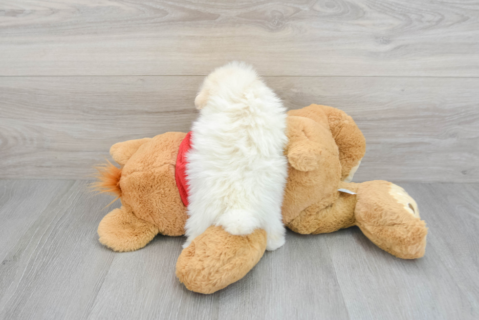 Pomeranian Pup Being Cute