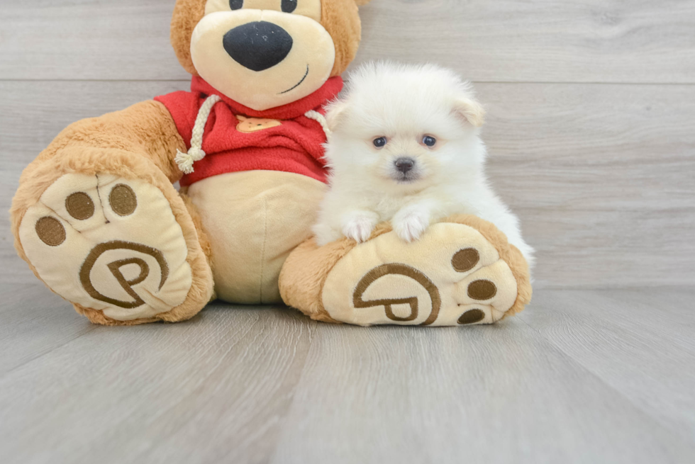 Akc Registered Pomeranian Baby