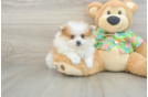 Pomeranian Pup Being Cute