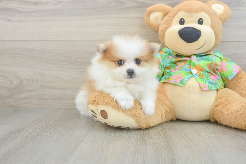 Pomeranian Pup Being Cute