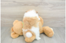 Sweet Swergspitz Purebred Puppy
