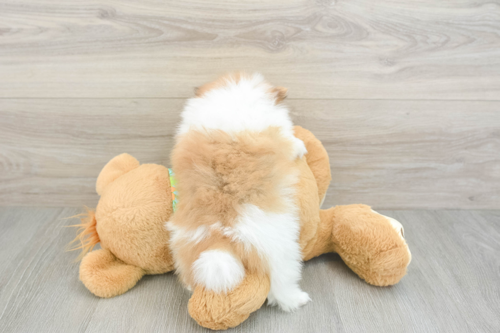 Sweet Swergspitz Purebred Puppy