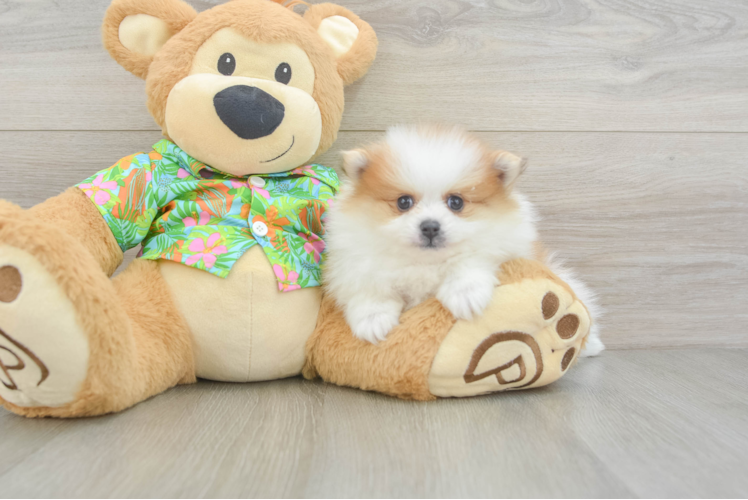 Funny Pomeranian Baby