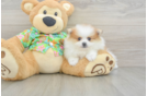 Funny Pomeranian Baby