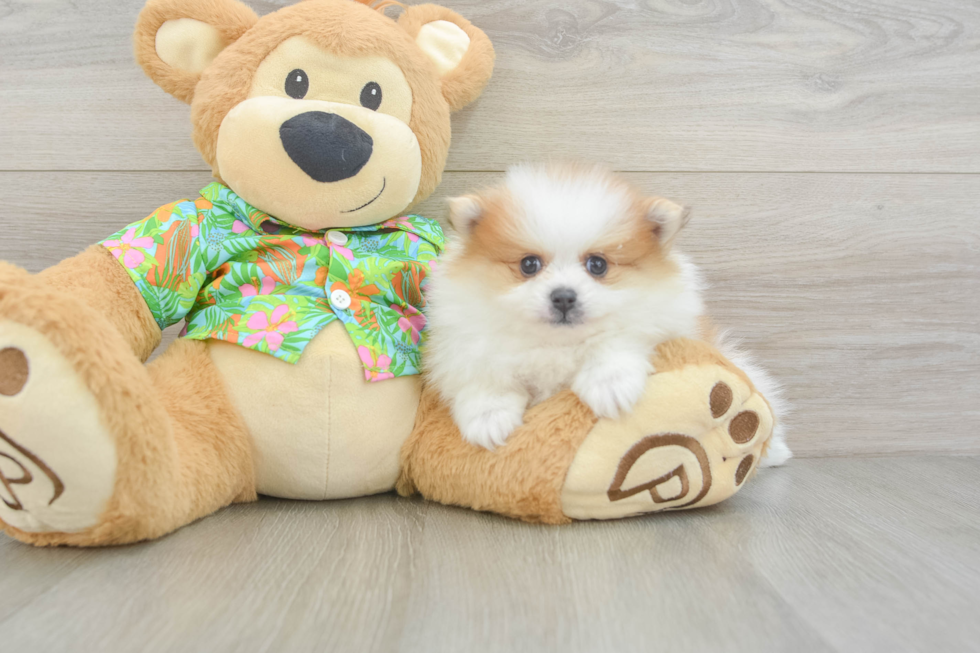 Funny Pomeranian Baby