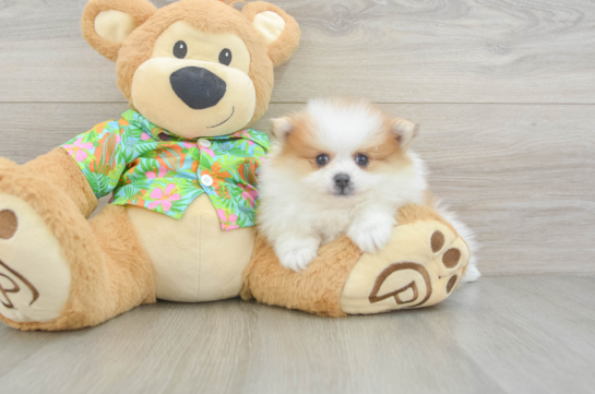 Funny Pomeranian Baby