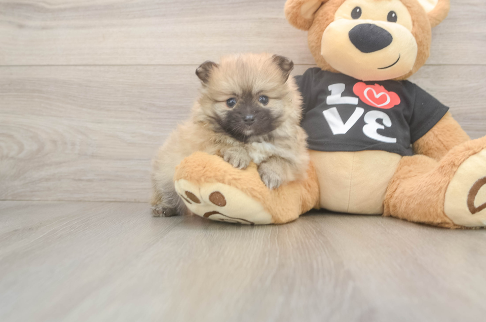 5 week old Pomeranian Puppy For Sale - Premier Pups