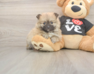 8 week old Pomeranian Puppy For Sale - Premier Pups 8 week old Pomeranian Puppy For Sale - Premier Pups