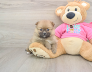 7 week old Pomeranian Puppy For Sale - Premier Pups