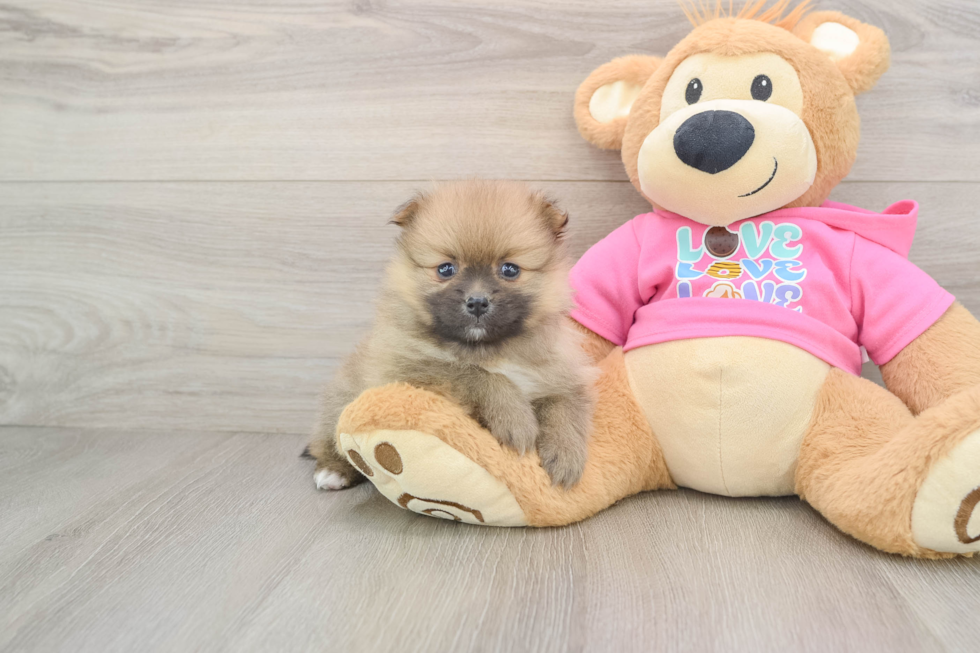 Pomeranian Pup Being Cute