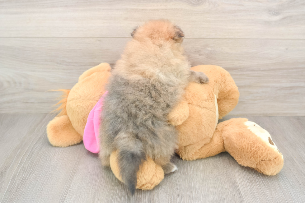 Best Pomeranian Baby