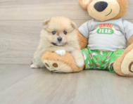 7 week old Pomeranian Puppy For Sale - Premier Pups