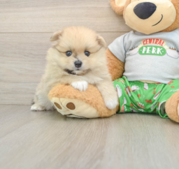 8 week old Pomeranian Puppy For Sale - Premier Pups