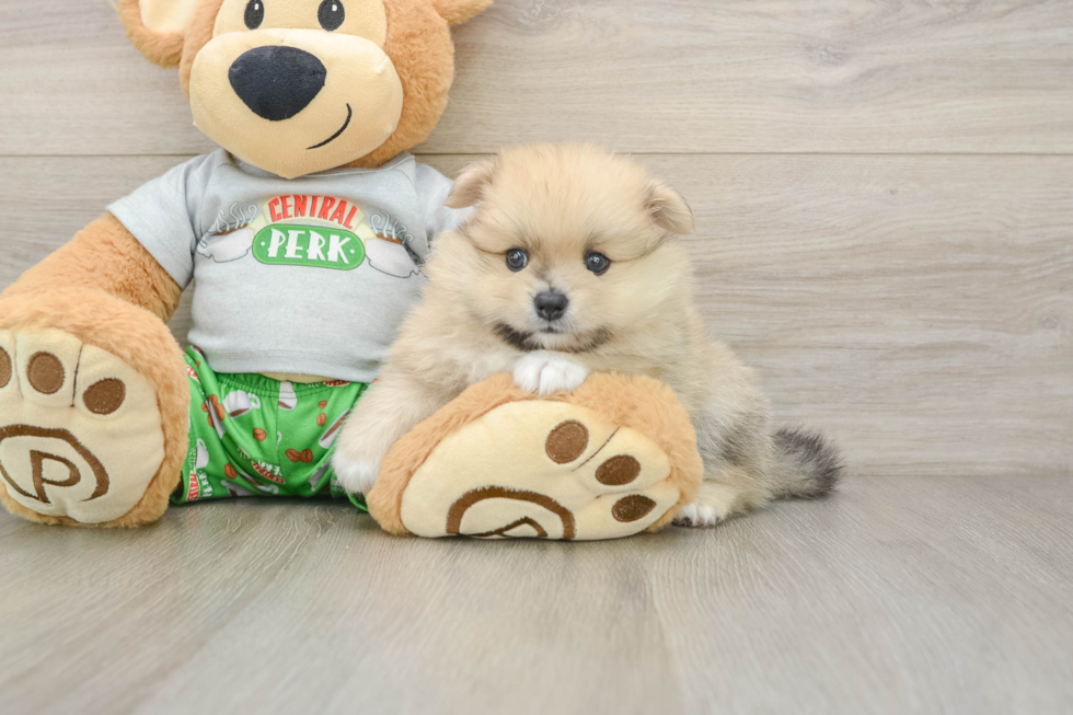 Best Pomeranian Baby