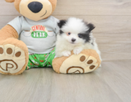 7 week old Pomeranian Puppy For Sale - Premier Pups