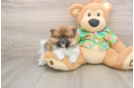 Pomeranian Puppy for Adoption