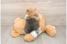 Funny Pomeranian Purebred Pup