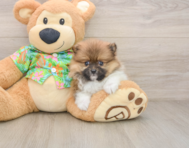 8 week old Pomeranian Puppy For Sale - Premier Pups
