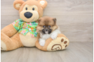 Best Pomeranian Baby
