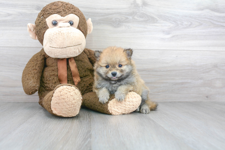 Popular Pomeranian Baby